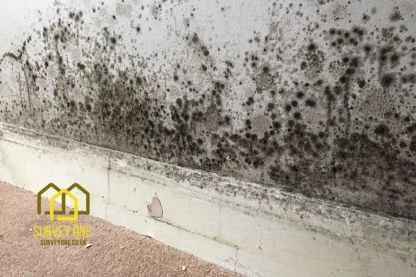 What’s the First Step to Take When You Notice Damp on a Party Wall Southend on Sea?